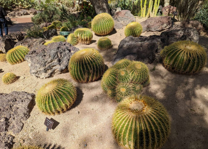 Ethel M Botanical Cactus Garden, United States